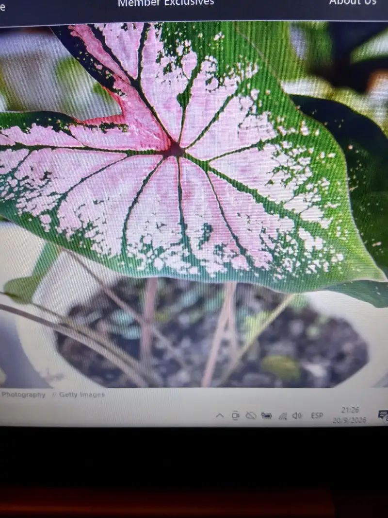 Planta hielo