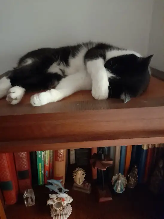 Durmiendo