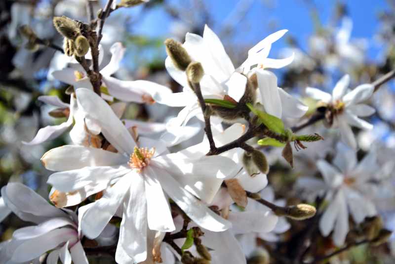 Magnolia Stellata